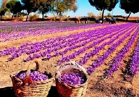 تصویر 1 از خرید و قیمت زعفران سحرخیز عمده + فروش عمده